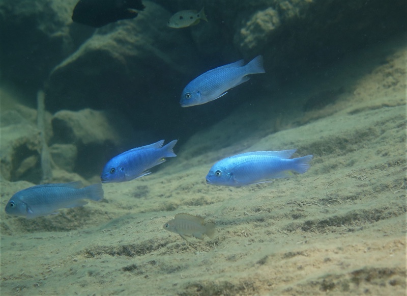 Maylandia callainos 'Nakantenga Island'